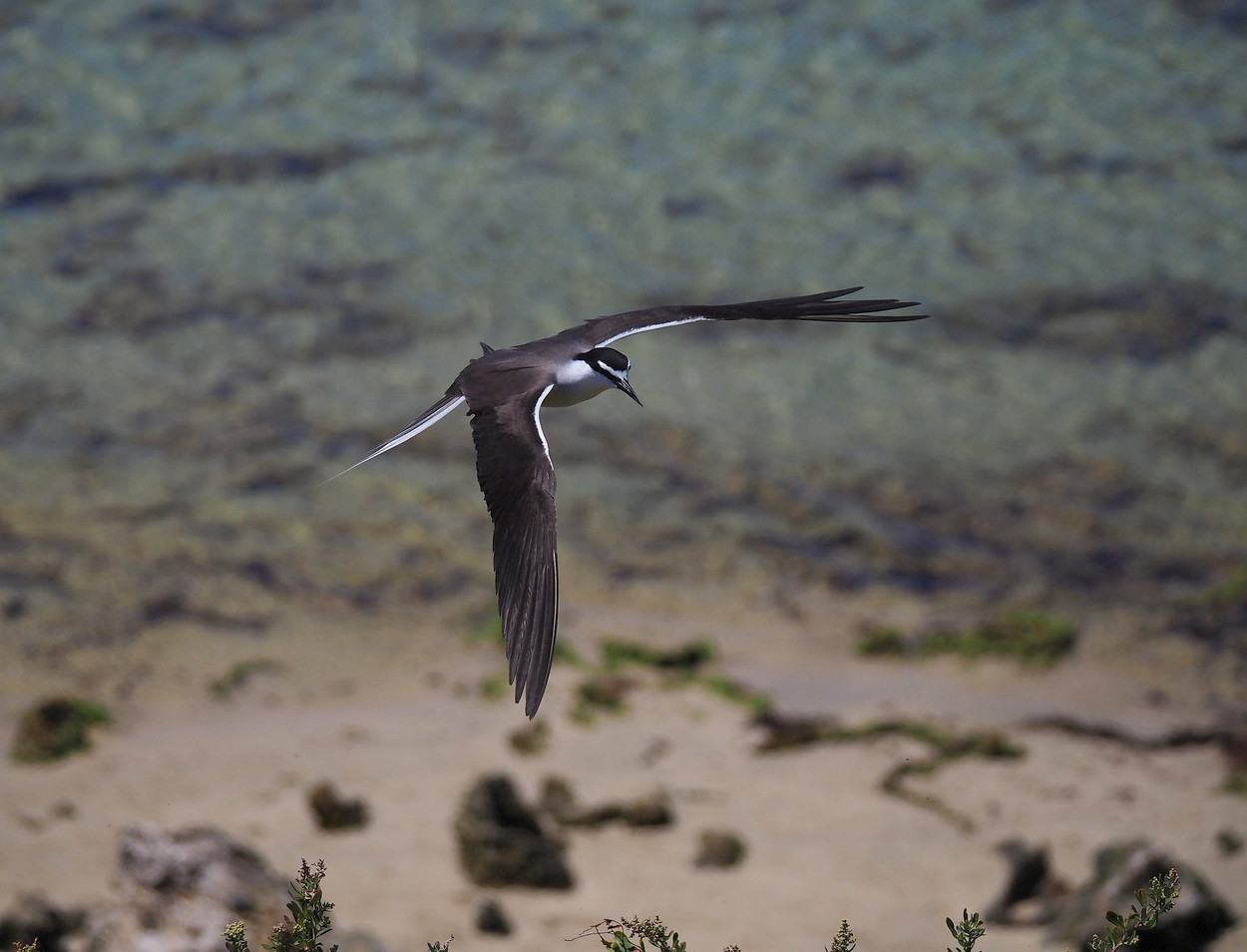 image Bridled Tern